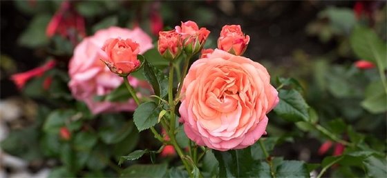 Pink rose