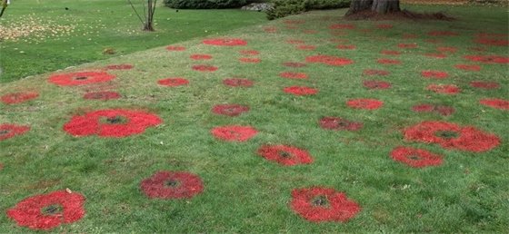 Painted poppies on grass
