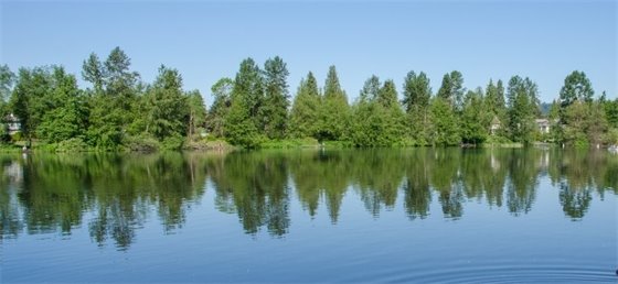 View of trees at Como Lake 