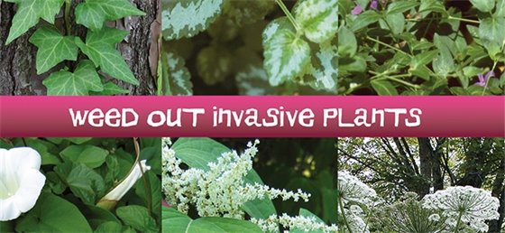 Weed Out Invasive Plants