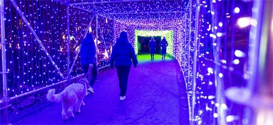 Patrons walking their dog through the special tunnel of lights at this year's Lights at Lafarge.