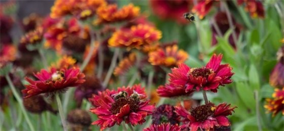 Bees on Flowers