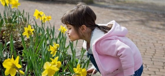 Child smelling yellow flowers