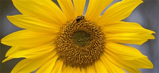Bee on a flower