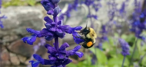 Bee on a purple flower