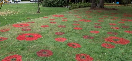 Poppies painted on grass