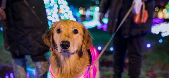 Dog on leash at Lights at Lafarge