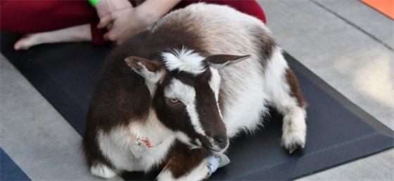 Goat on a Yoga mat