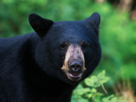 Close up of a black bears head
