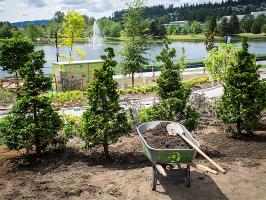 A flowery garden at Town Centre Park with a wheelbarrow full of dirt 