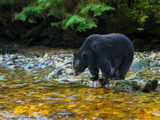 Bear standing in the river looking for fish