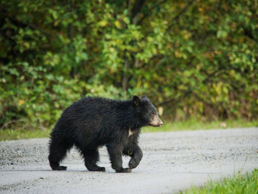 Bears Are Waking Up - Newsflash Image