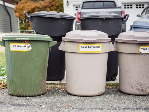 Curbside bins waiting for collection with Yard Trimmings stickers. 