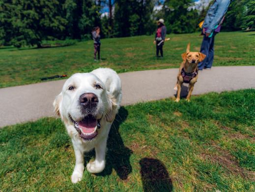 Dogs in a Coquitlam dog park