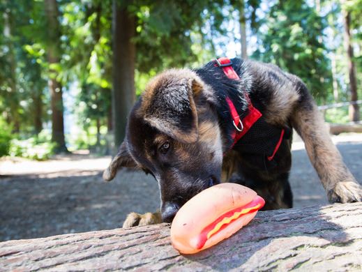 A dog playing at a dog park