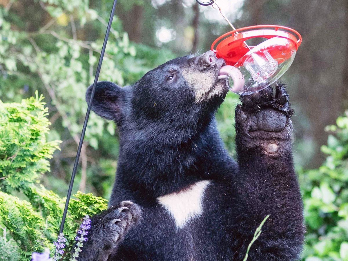 Bear eating from bird feeder