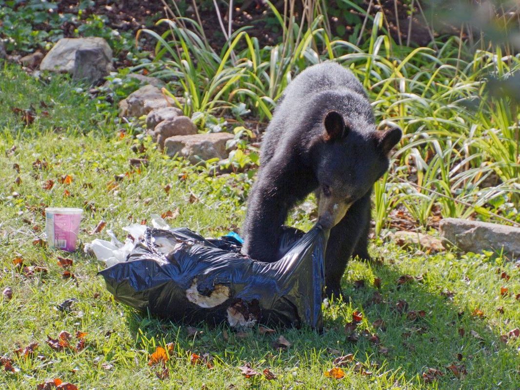 Bear with garbage