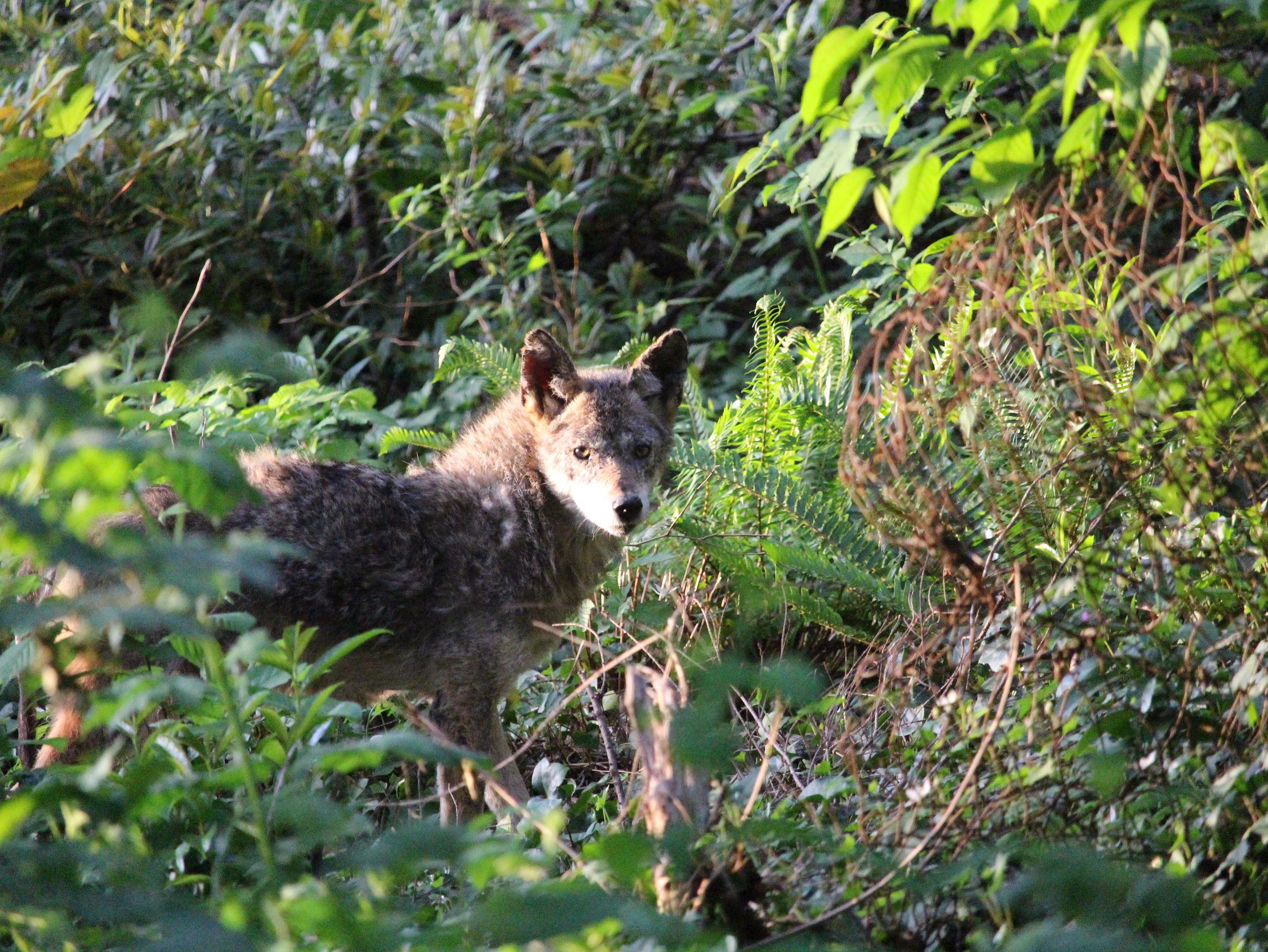 Coyote in the Bush - News Flash Image