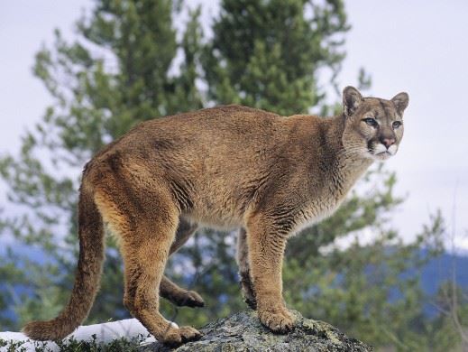 Cougar - 519x390