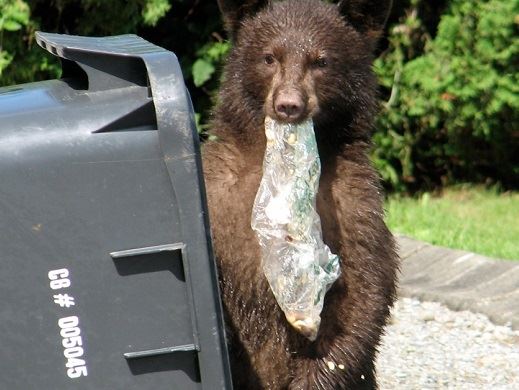 Bear with Garbage Can 