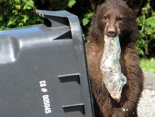 Bear in Garbage
