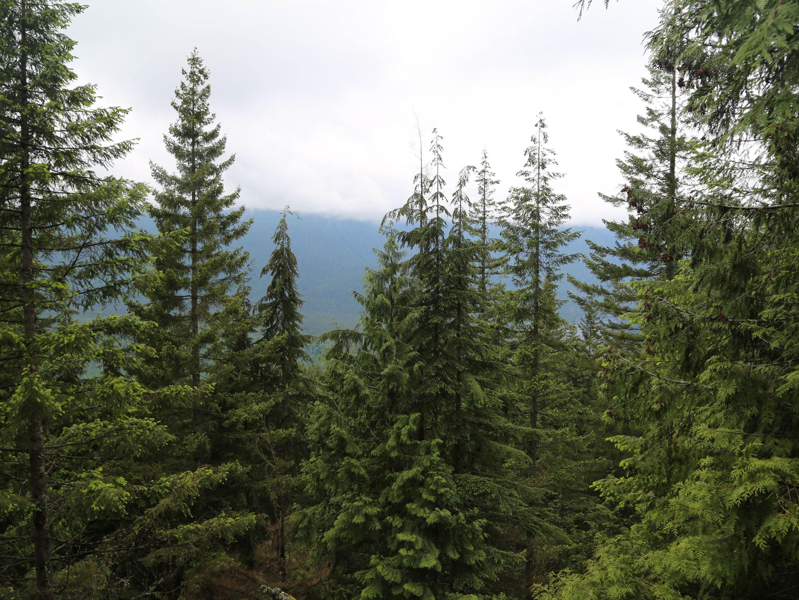 A scenic photo in Pinecone-Burke Provincial Park