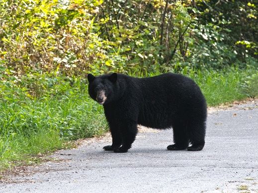 Black bear