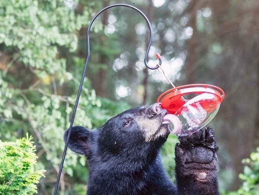 Bear eating from bird feeder 