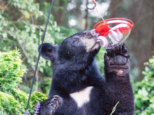 Black bear licking a bird feeder