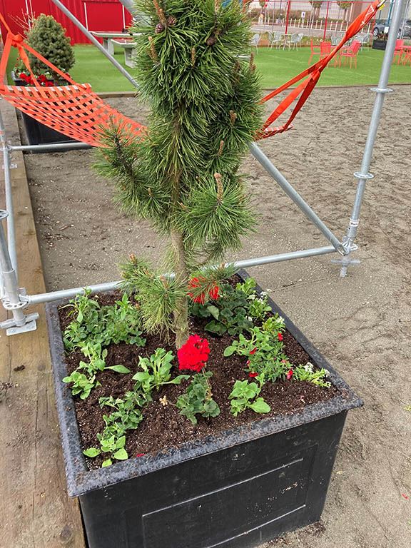 Pinus mugo ‘Big Tuna’- big tuna mugo pine