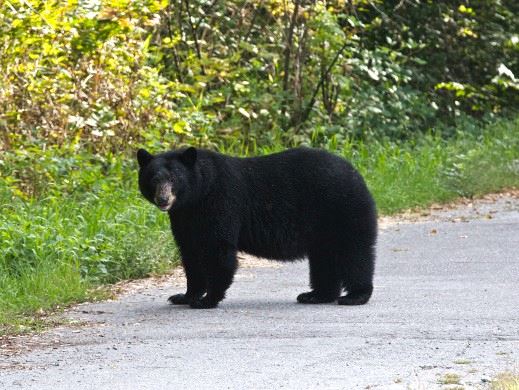 Black bear on trail