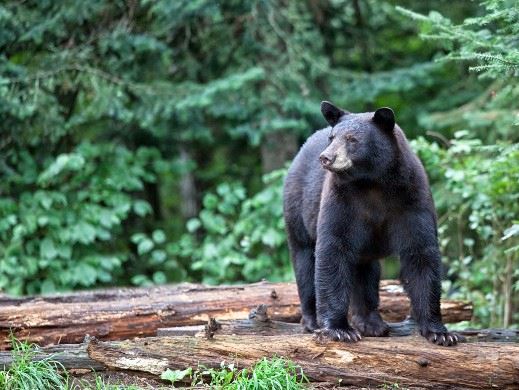 Black bear standing on a tree stump