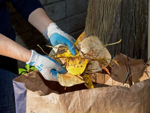 Putting leaves in a kraft paper bag