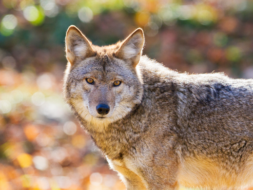 Image of a coyote