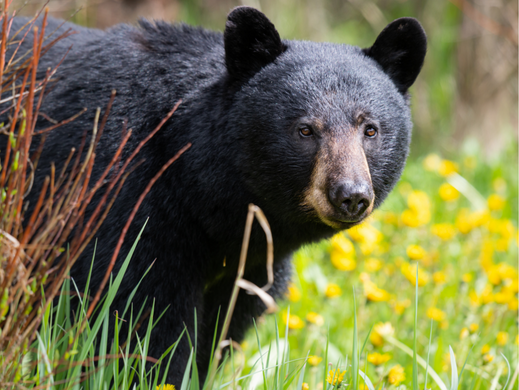 Black bear with yellow flowers