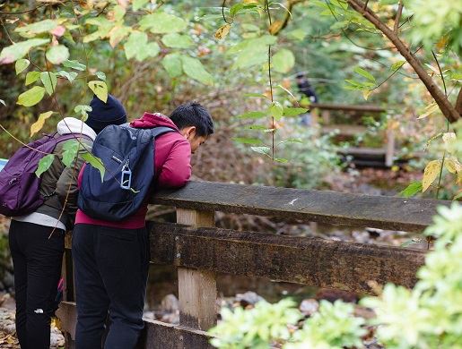 Young people looking over creek bridge at nature