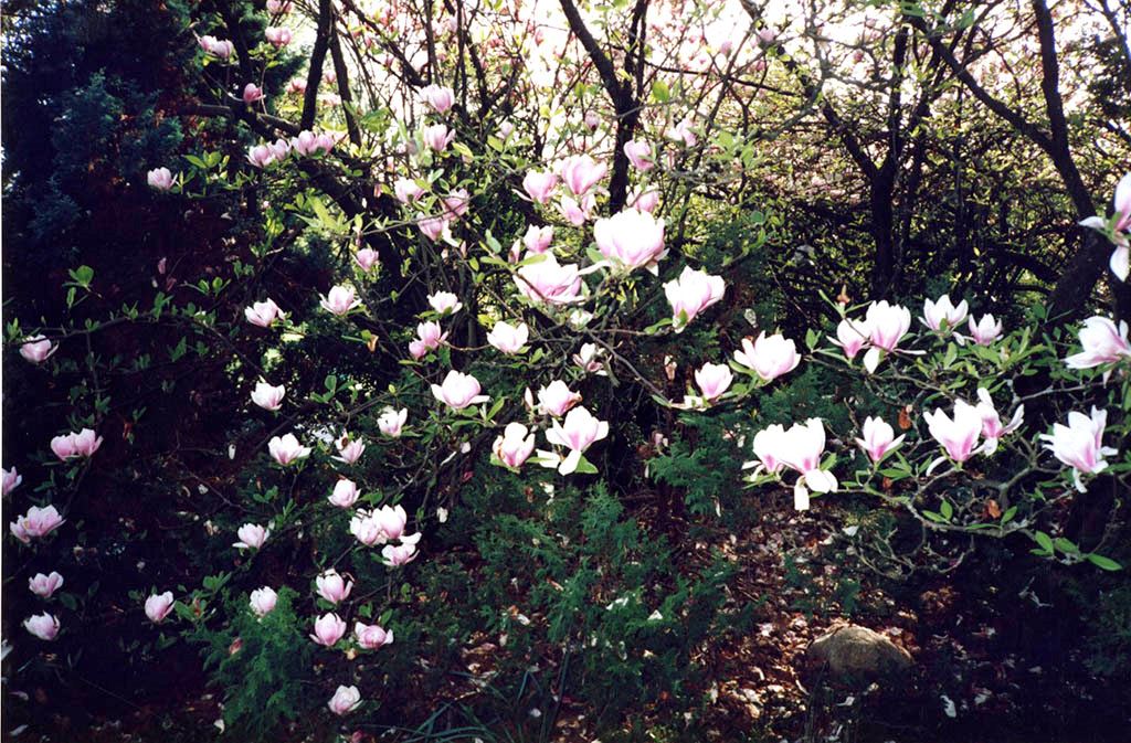 Photograph of magnolias, c. 1992 Opens in new window