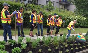 TELUS Employees Planting Flowers along King Albert Avenue